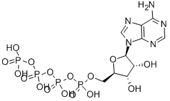 CAS#: 1062-98-2， [(2R,3S,4R,5R)-5-(6-Aminopurin-9-Yl)-3,4-Dihydroxyoxolan-2-Yl]Methyl [Hydroxy-(Hydroxy-Phosphonooxyphosphoryl)Oxyphosphoryl] Hydrogen Phosphate