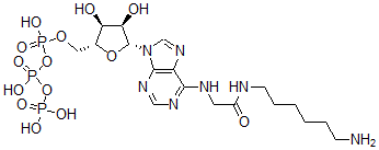 CAS 登录号：55860-26-9， N(6)-((6-氨基己基)氨基甲酰甲基)三磷酸腺苷